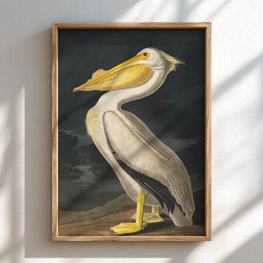 American White Pelican art poster featuring vintage illustration style and natural colors for wall decor