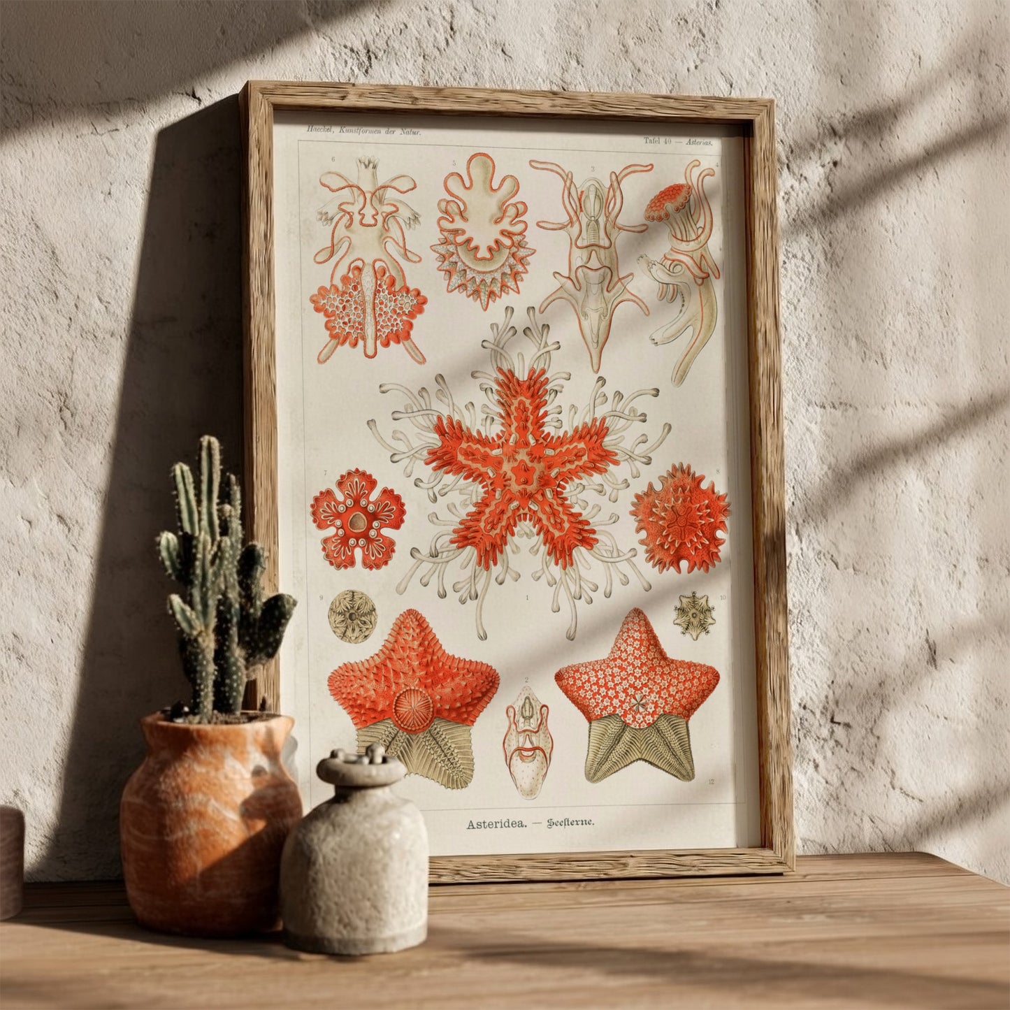 Vintage poster of various sea star species, detailed scientific illustration in red and white.