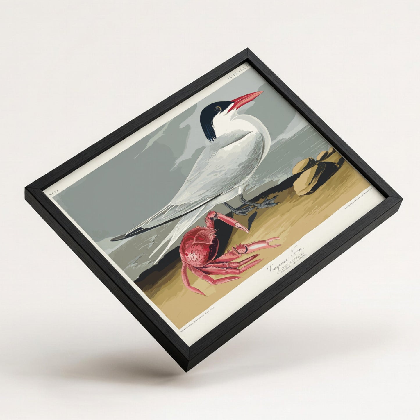 Vintage Cayenne Tern drawing by Audubon, featuring a bird and red crab on a beach. Nature wall art.