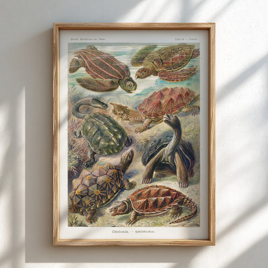 Vintage Chelonia Turtles poster featuring detailed scientific illustrations of various turtle species in