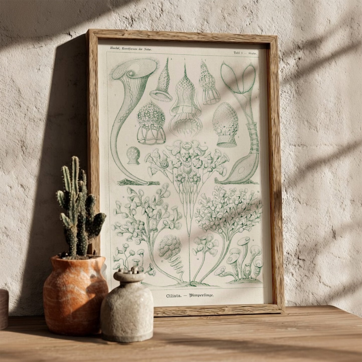 Ciliata Wimperlinge scientific illustration poster by Ernst Haeckel, featuring detailed protozoa in green