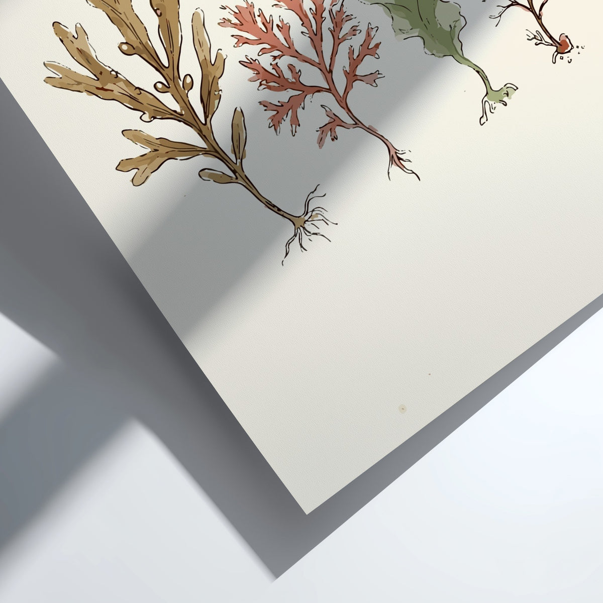 Poster featuring four detailed seaweed specimens in shades of brown, red, and sage green.