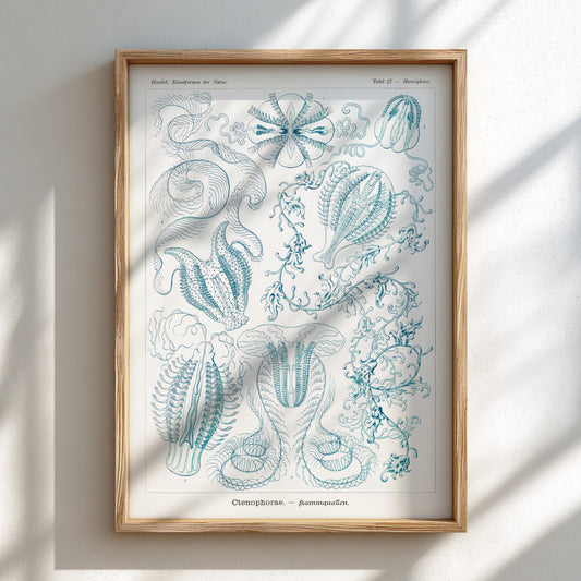 Vintage Ctenophorae Kammquallen poster featuring detailed blue linework illustrations of marine life by Ernst