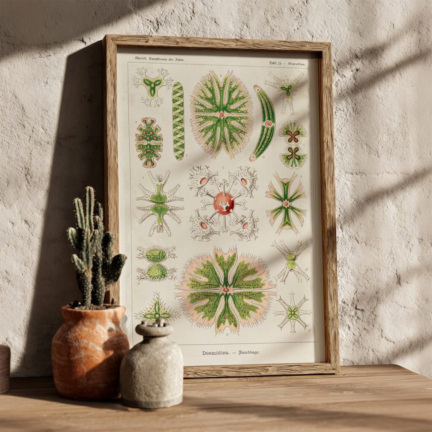 Poster of Ernst Haeckel's Desmidiea scientific illustration, featuring detailed green and pink algae.