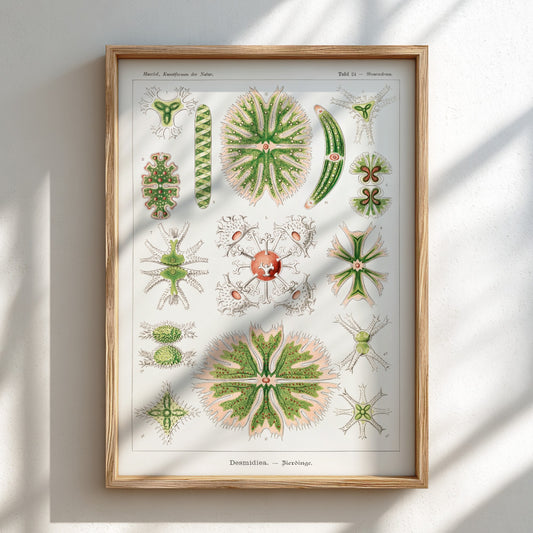 Poster of Ernst Haeckel's Desmidiea scientific illustration, featuring detailed green and pink algae.