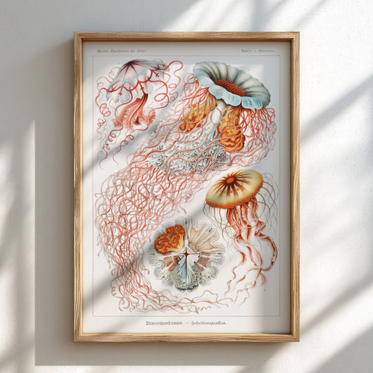Vintage jellyfish art print, scientific illustration of Discomedusae, natural history poster.