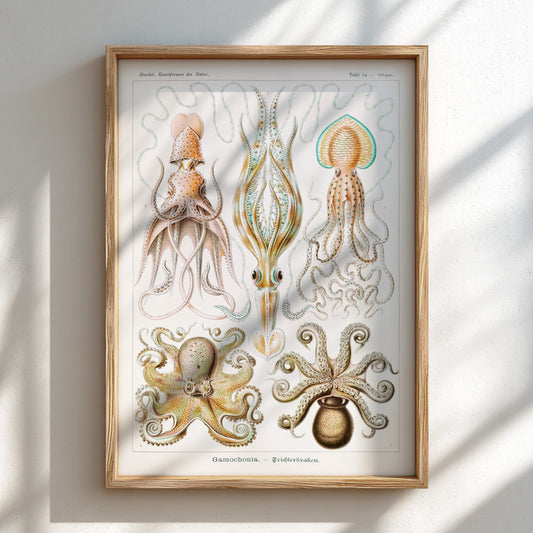 Vintage art poster of Ernst Haeckel's scientific illustrations of various sea creatures, including octopuses