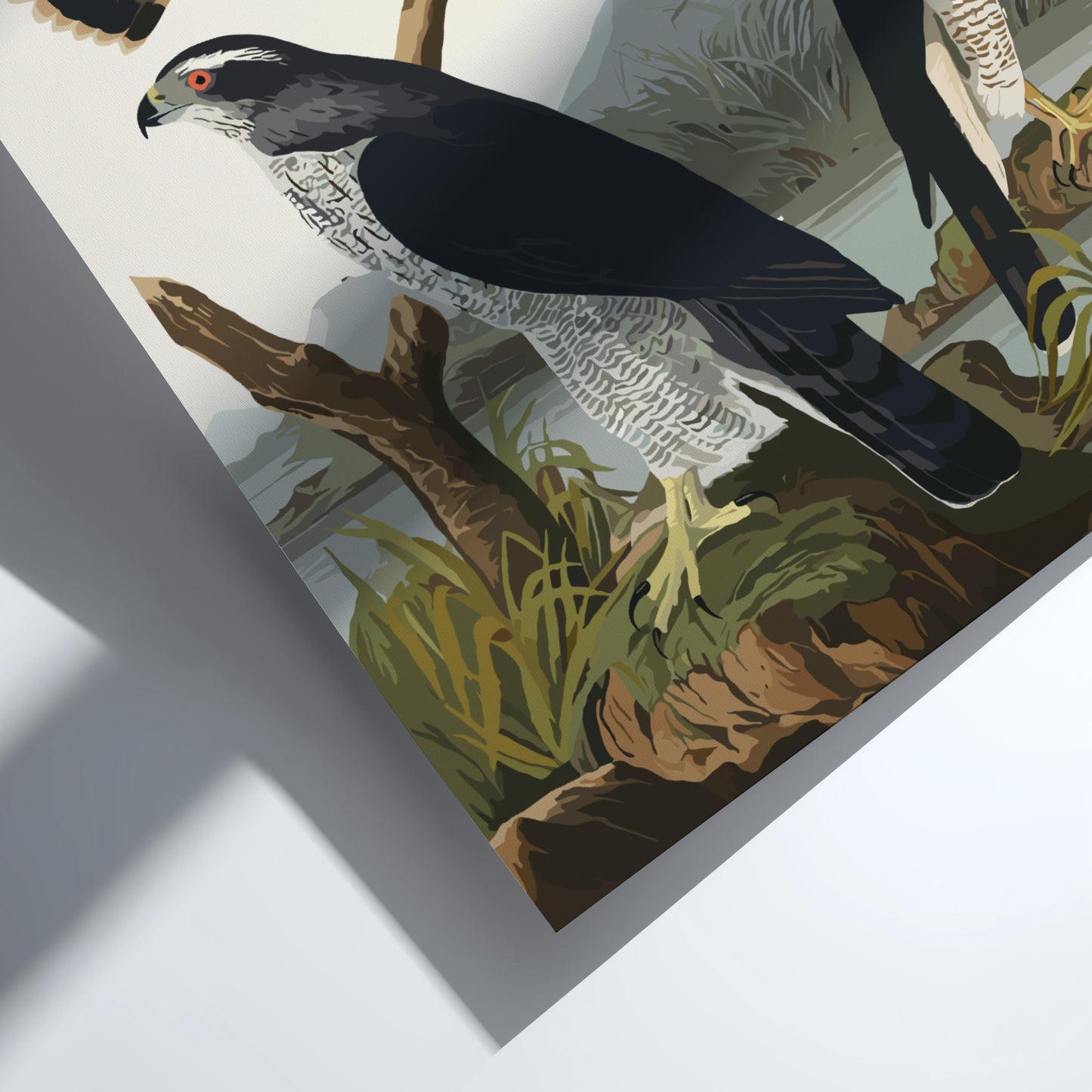 Goshawk and Stanley Hawk poster featuring vintage bird art with natural colors and serene landscape.