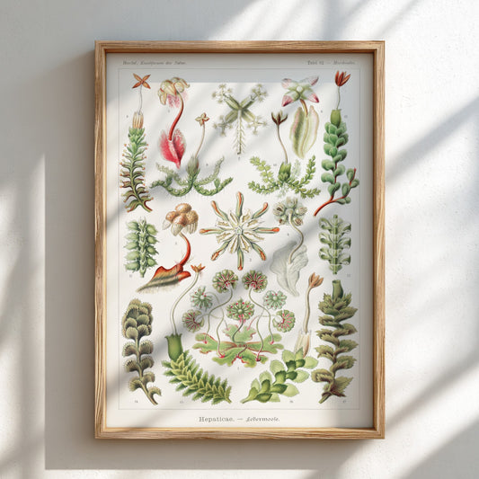 Vintage botanical art poster featuring Ernst Haeckel's detailed illustration of various liverwort species in