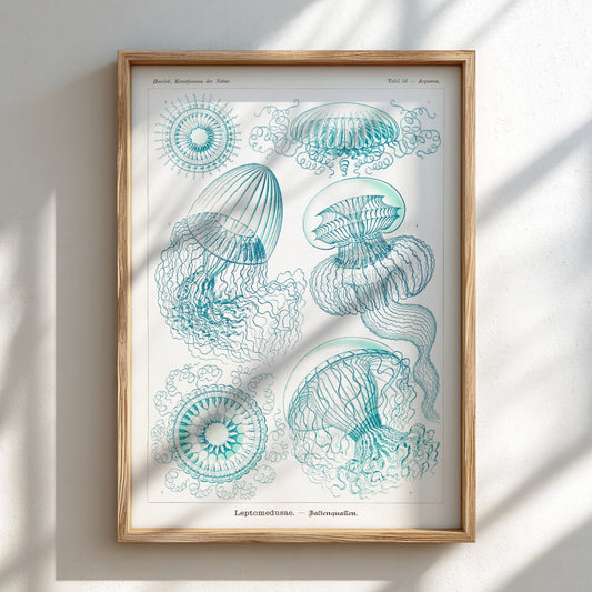 Vintage scientific illustration poster of various jellyfish in teal and white, titled 'Leptomedusae –