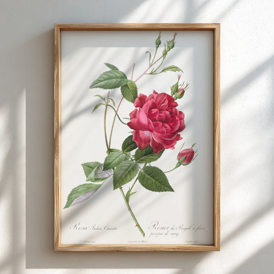 Famous art poster featuring a detailed illustration of a blood-red Bengal rose with green leaves and buds by