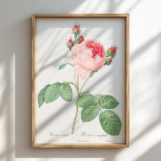 Cabbage Rose art poster featuring a detailed vintage botanical illustration of a pink rose and buds.