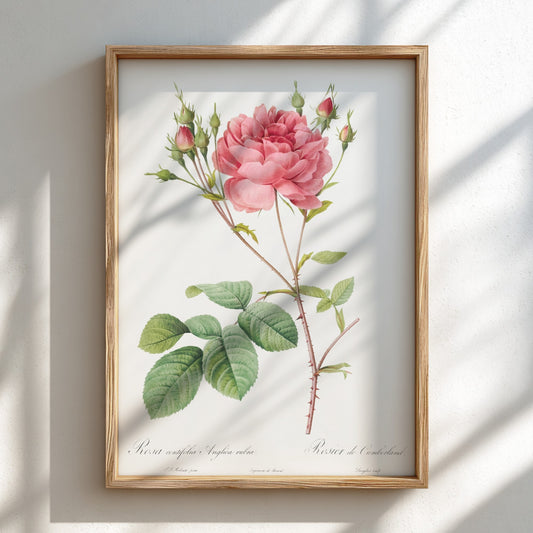 Vintage botanical art poster of a pink Cumberland Rose with buds and green leaves by Pierre-Joseph Redouté.