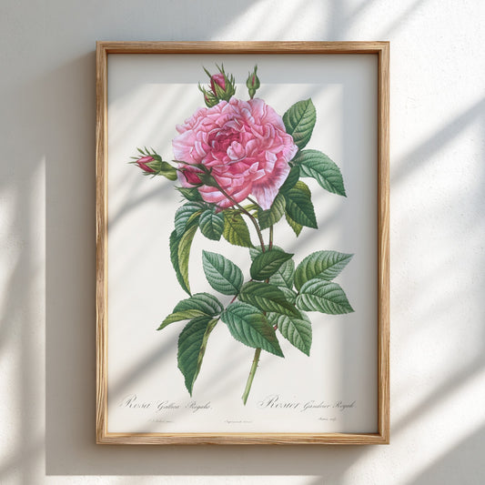 Vintage pink rose botanical art poster with green leaves and buds, in Redouté style.