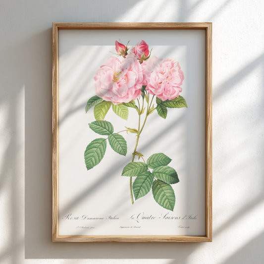 Vintage botanical art poster of a pink Italian Damask Rose by Pierre-Joseph Redouté.