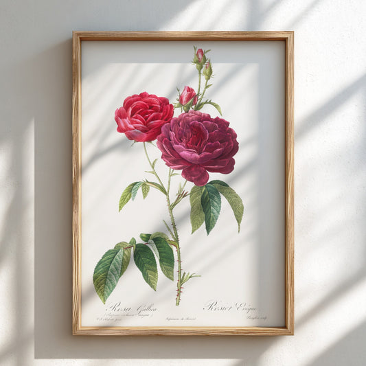 French Rose botanical art poster featuring a detailed illustration of red and purple roses by Pierre-Joseph