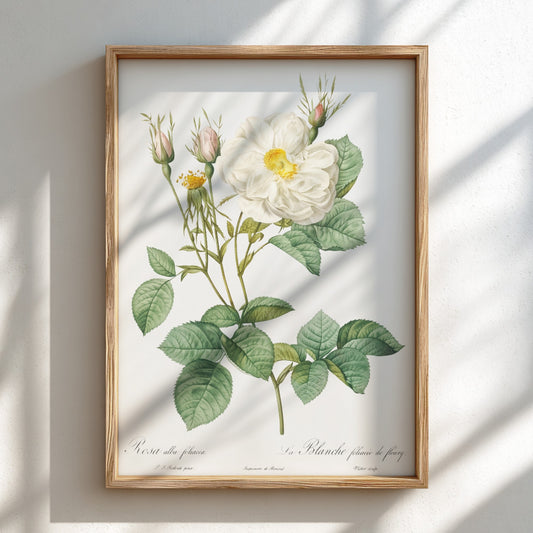 Botanical art poster of a white rose with buds and green leaves, in the style of Pierre-Joseph Redouté.
