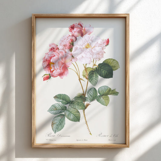 Pierre-Joseph Redouté "Rosa × damascena" poster featuring pink and white roses with green leaves.