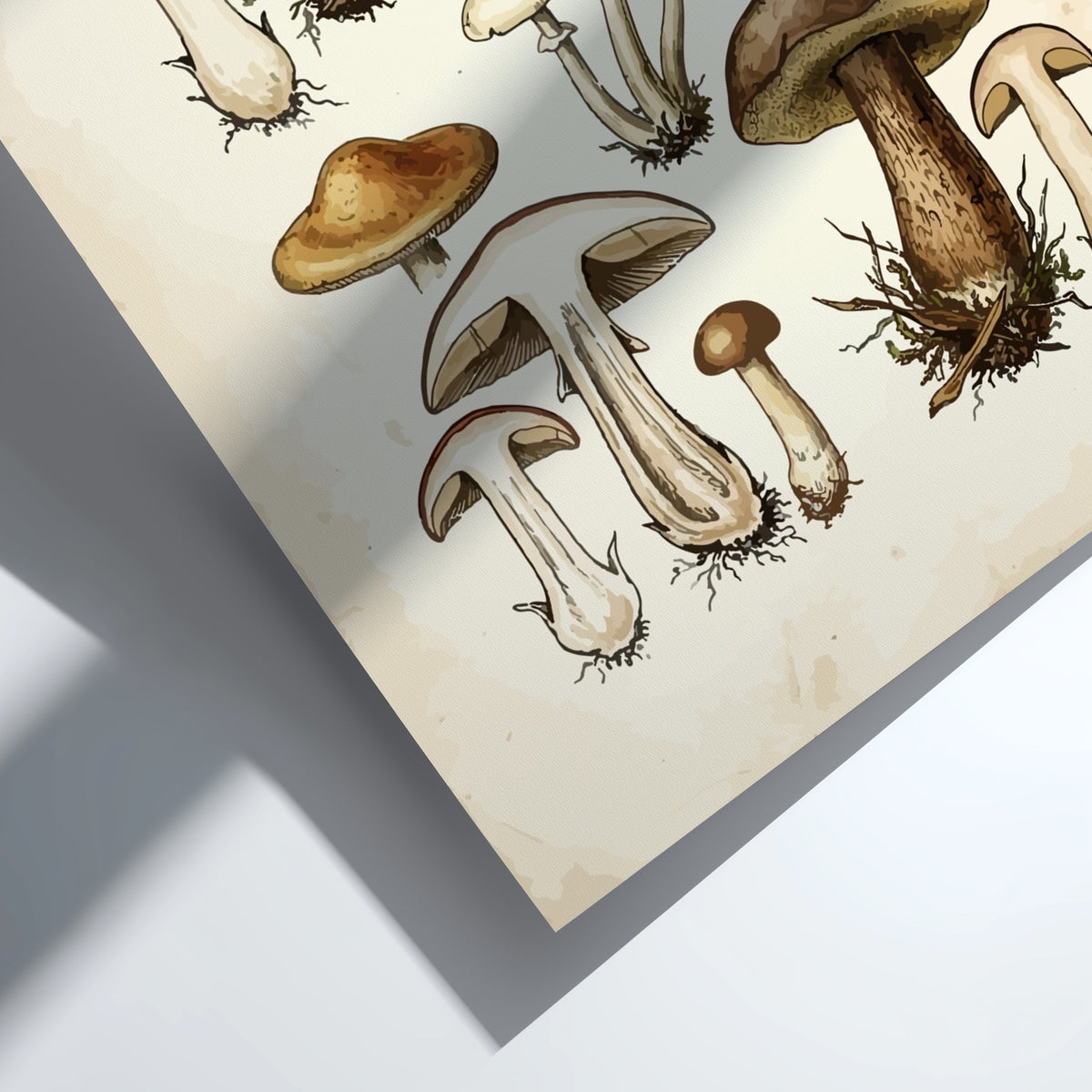 Poster displaying a collection of detailed vintage mushroom illustrations in earthy brown and green.