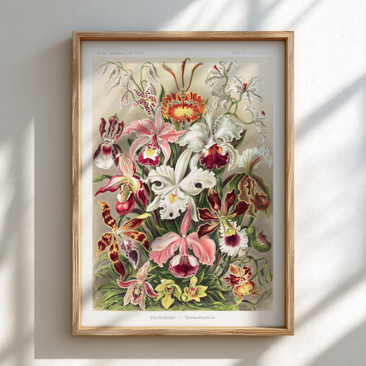 Orchideae - Denusblumen art poster featuring a detailed vintage illustration of various orchid flowers in