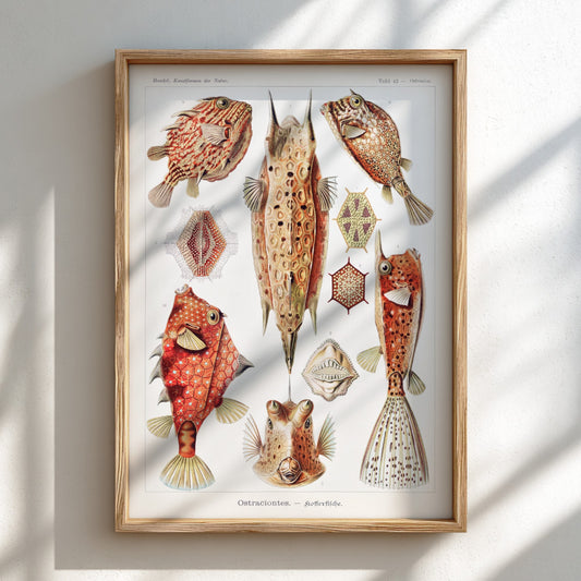 Vintage art poster of Ernst Haeckel's "Ostraciontes" scientific illustration of boxfish and marine life.