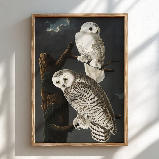 Snowy Owl art poster featuring detailed illustration, white colors, nature theme, and wildlife decor