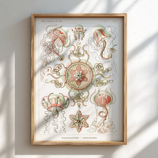 Vintage art poster of Ernst Haeckel's scientific illustration of Trachomedusae jellyfish in green and coral.
