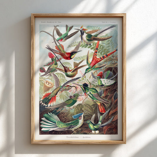 Vintage art poster of various hummingbirds by Ernst Haeckel, detailed scientific illustration.