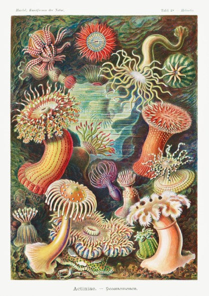 Vintage art poster of various colorful sea anemones, scientific illustration style.