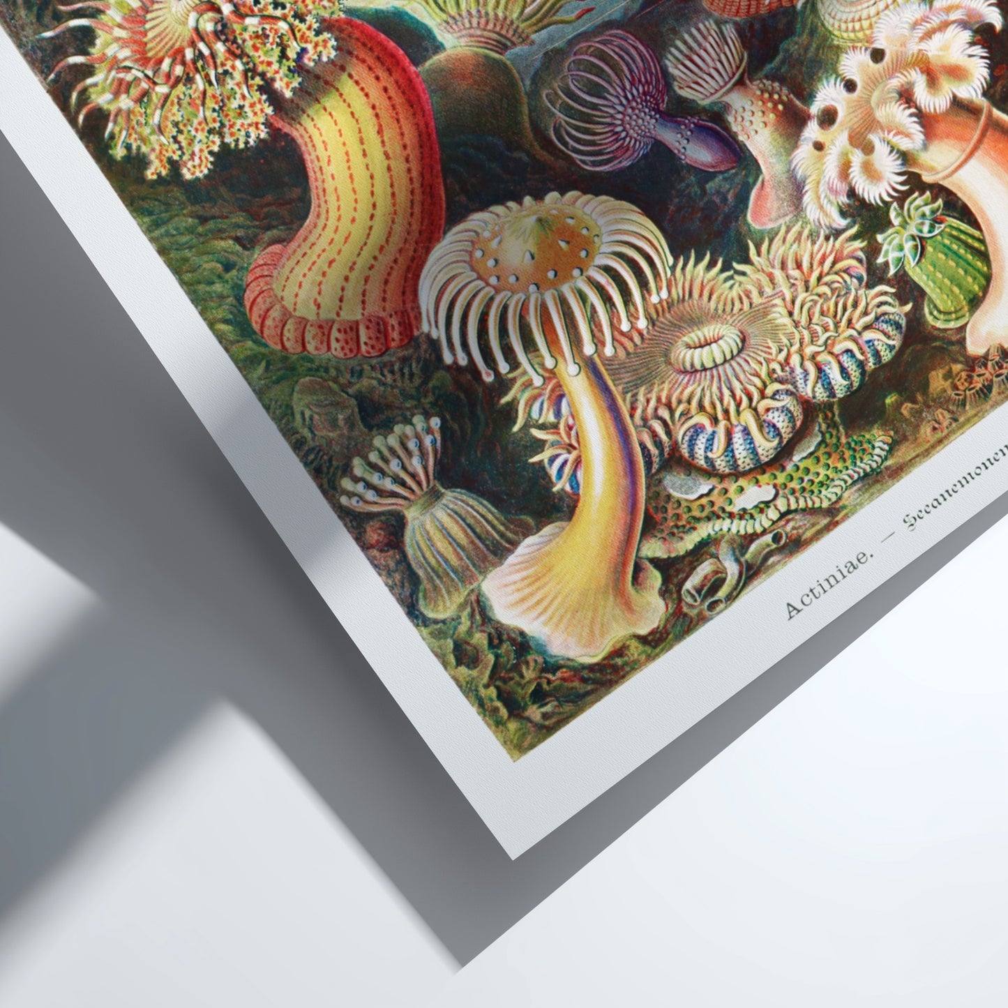 Vintage art poster of various colorful sea anemones, scientific illustration style.