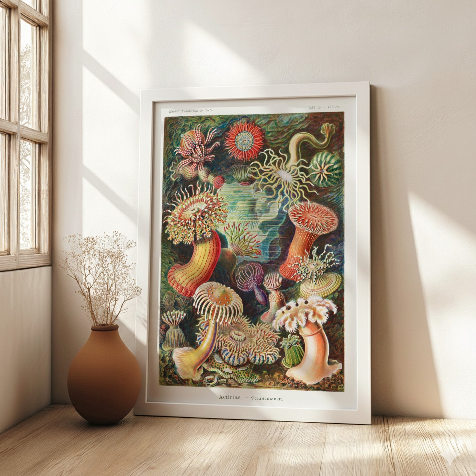 Vintage art poster of various colorful sea anemones, scientific illustration style.