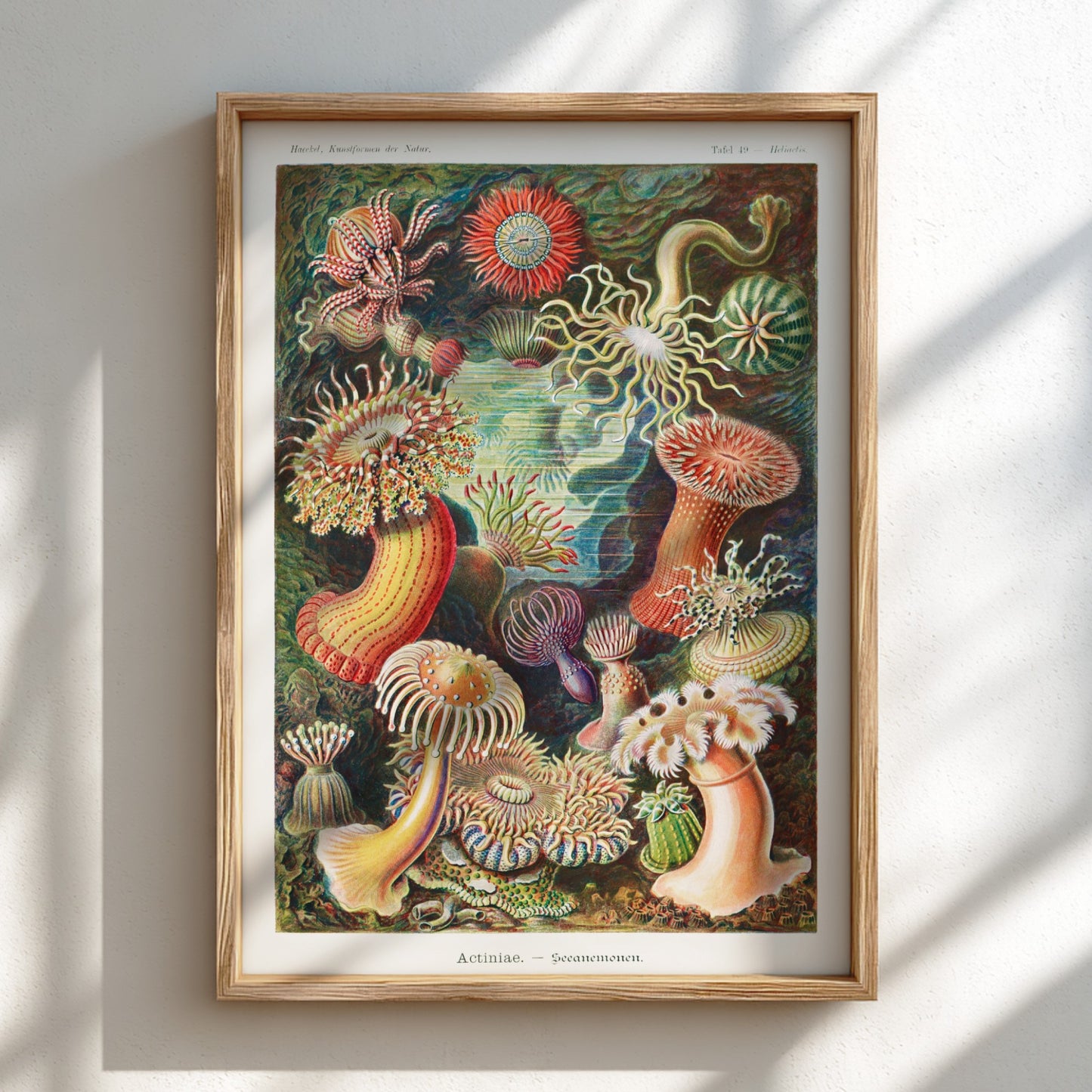 Vintage art poster of various colorful sea anemones, scientific illustration style.