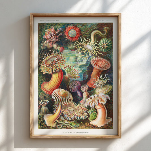 Vintage art poster of various colorful sea anemones, scientific illustration style.