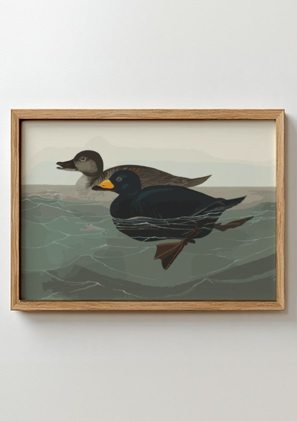 American Scoter Duck poster featuring vintage bird art in earthy tones, perfect for wall decor.