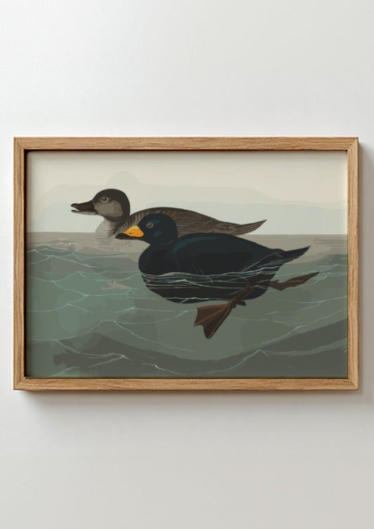 American Scoter Duck poster featuring vintage bird art in earthy tones, perfect for wall decor.
