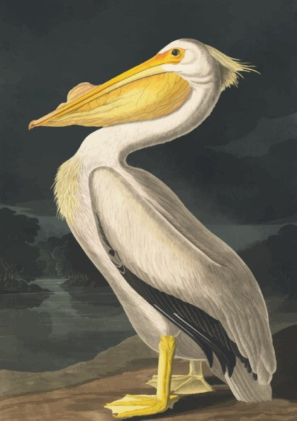 American White Pelican art poster featuring vintage illustration style and natural colors for wall decor