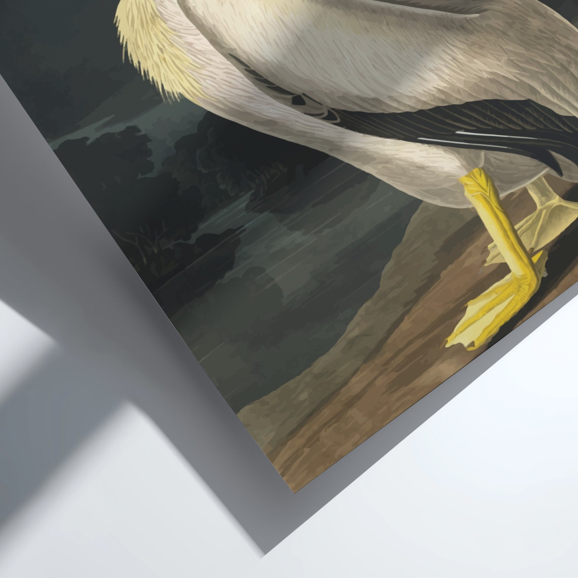 American White Pelican art poster featuring vintage illustration style and natural colors for wall decor