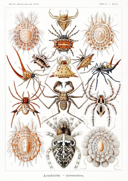 Vintage poster featuring detailed scientific illustrations of various spiders, labeled
