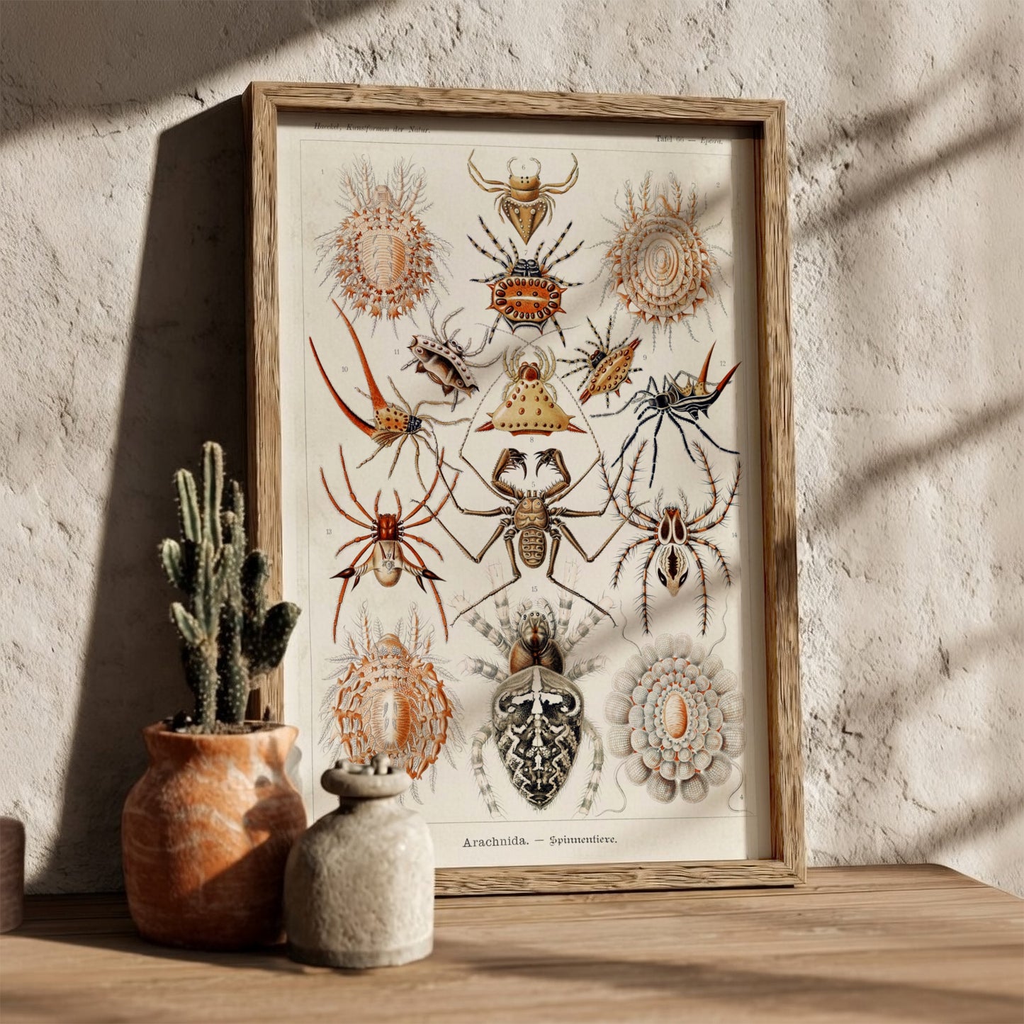 Vintage poster featuring detailed scientific illustrations of various spiders, labeled