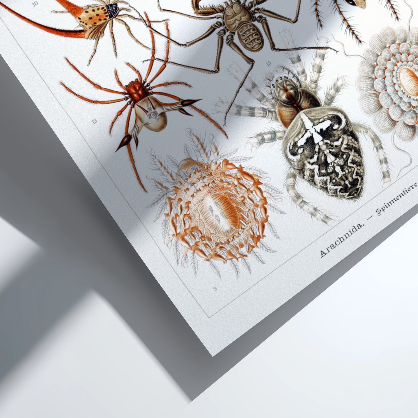 Vintage poster featuring detailed scientific illustrations of various spiders, labeled