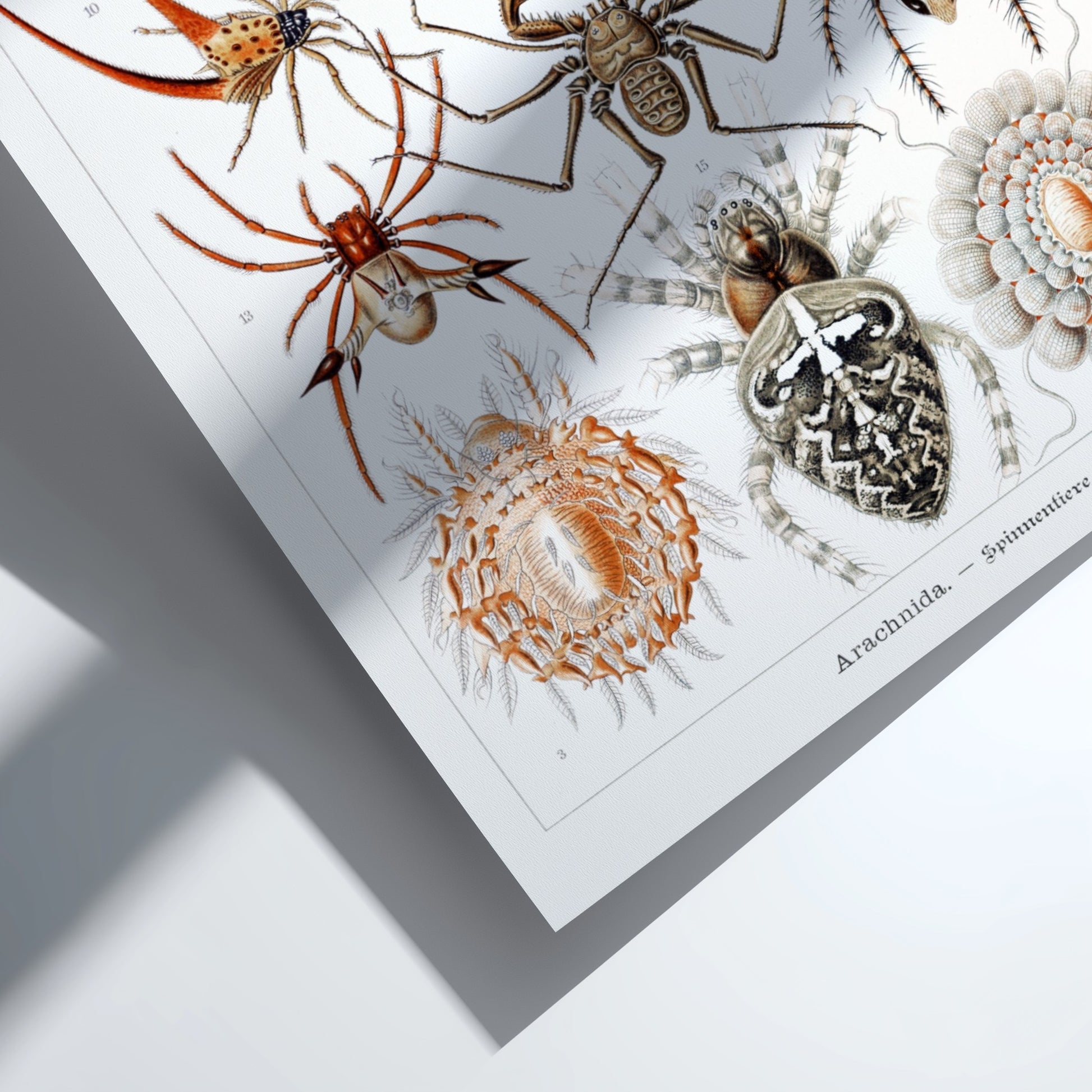 Vintage poster featuring detailed scientific illustrations of various spiders, labeled
