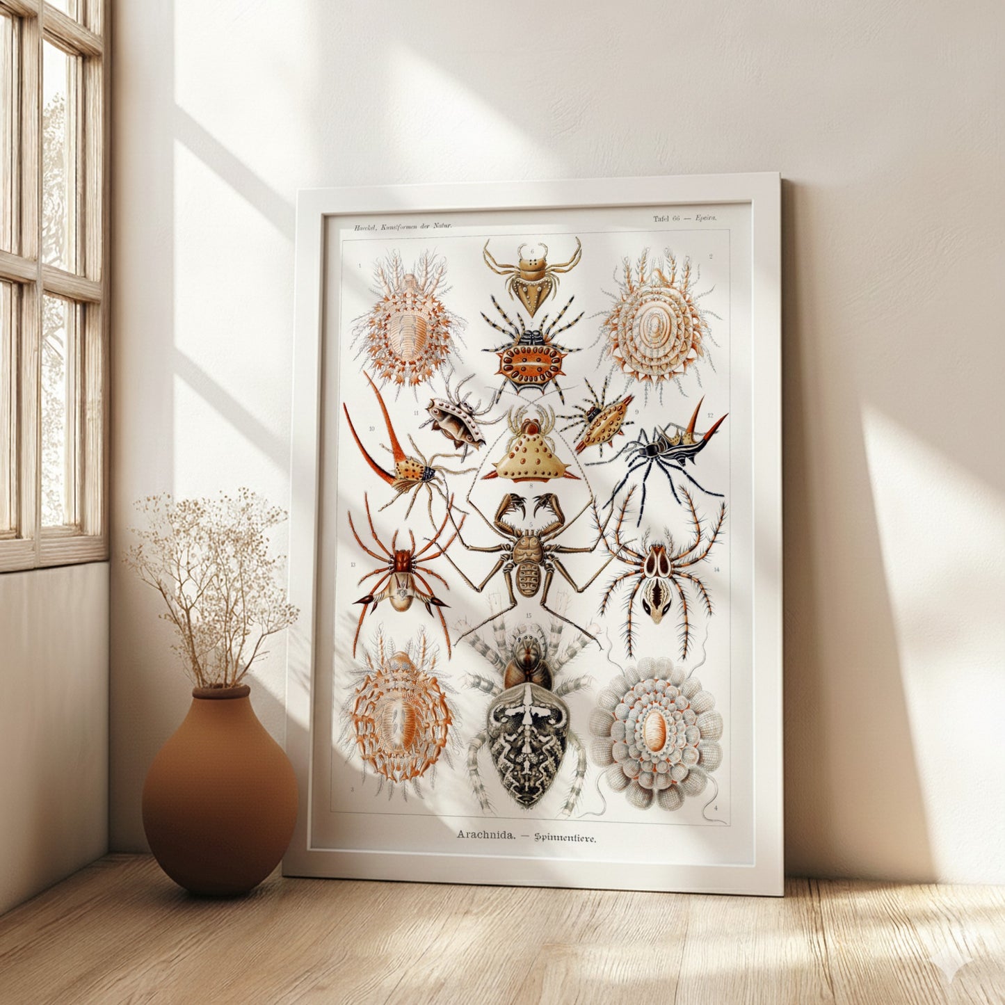Vintage poster featuring detailed scientific illustrations of various spiders, labeled
