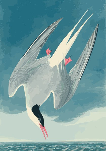 Arctic Tern poster featuring vintage bird illustration in soft colors, perfect for nature decor and wall art.