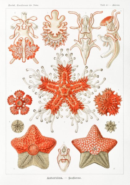 Vintage poster of various sea star species, detailed scientific illustration in red and white.