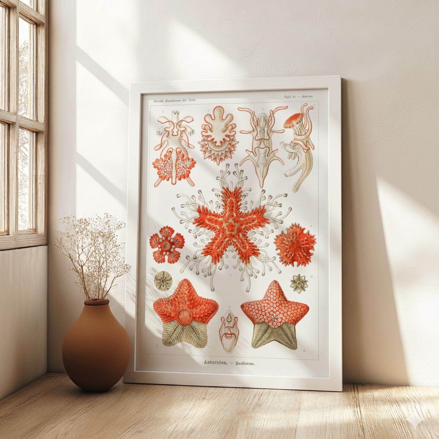 Vintage poster of various sea star species, detailed scientific illustration in red and white.