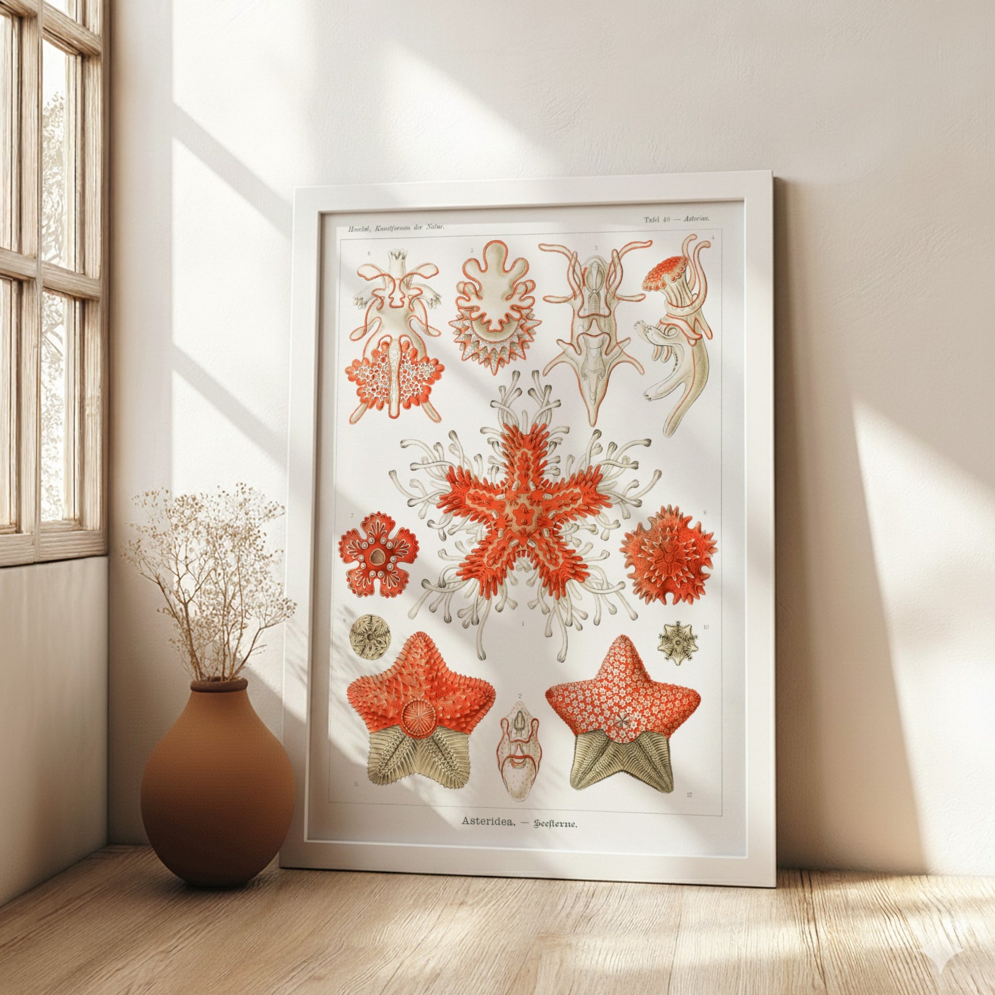 Vintage poster of various sea star species, detailed scientific illustration in red and white.