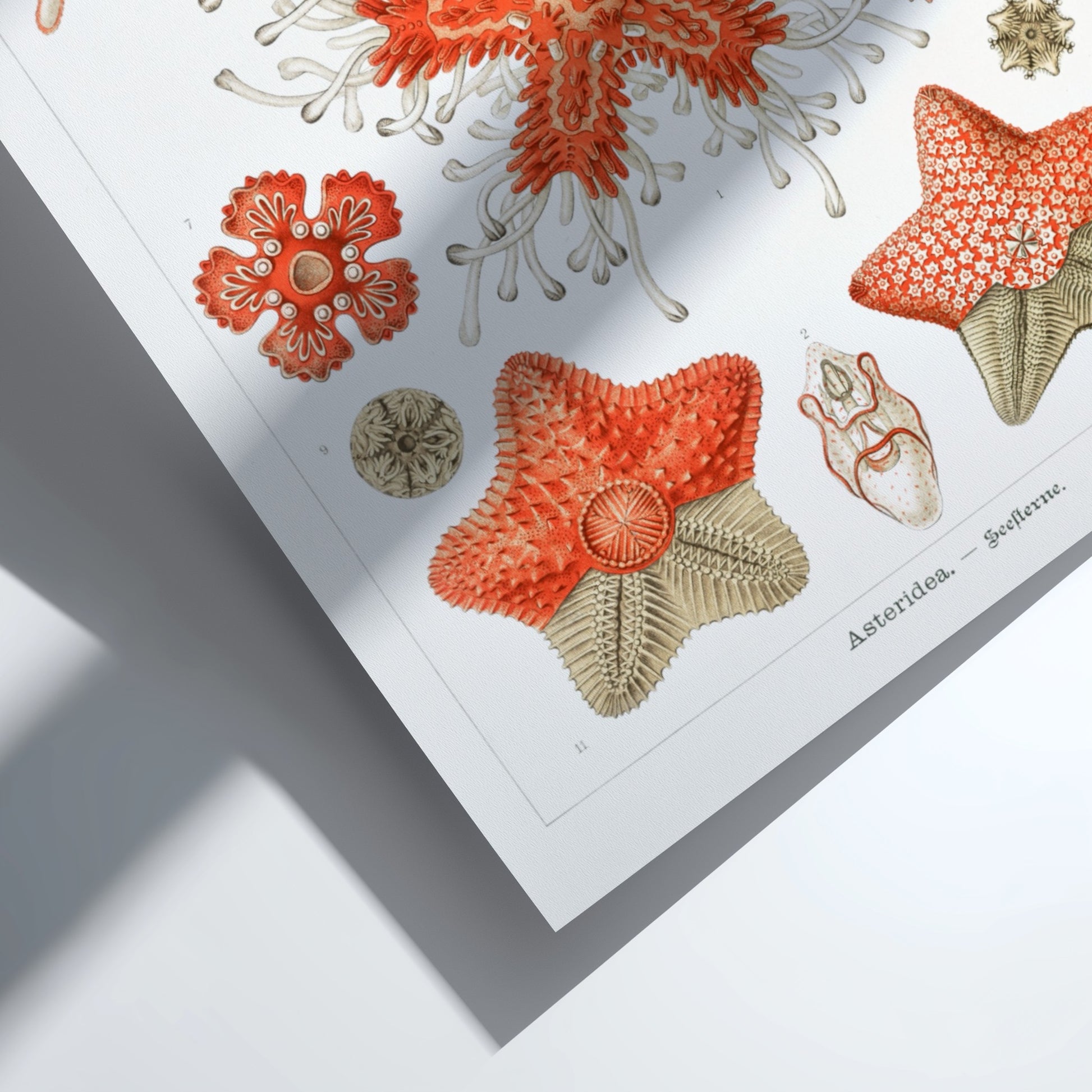 Vintage poster of various sea star species, detailed scientific illustration in red and white.