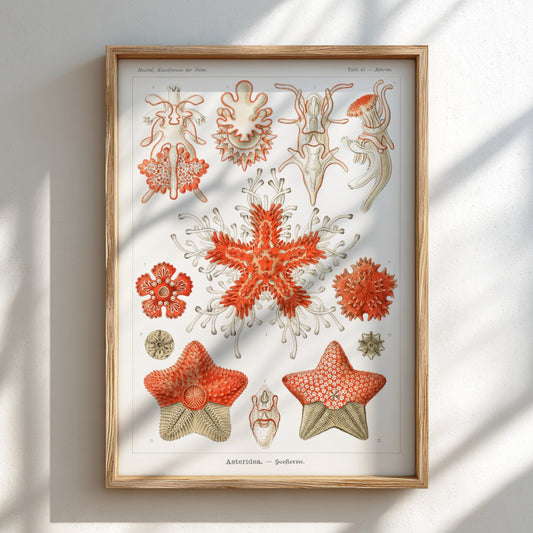 Vintage poster of various sea star species, detailed scientific illustration in red and white.