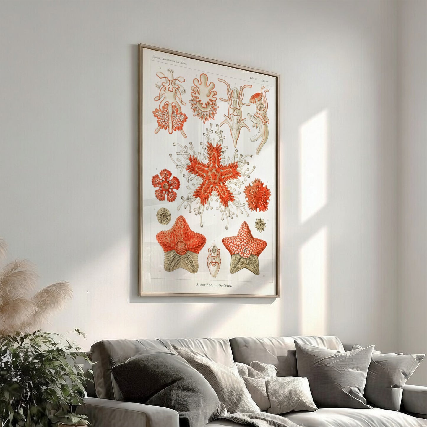 Vintage poster of various sea star species, detailed scientific illustration in red and white.