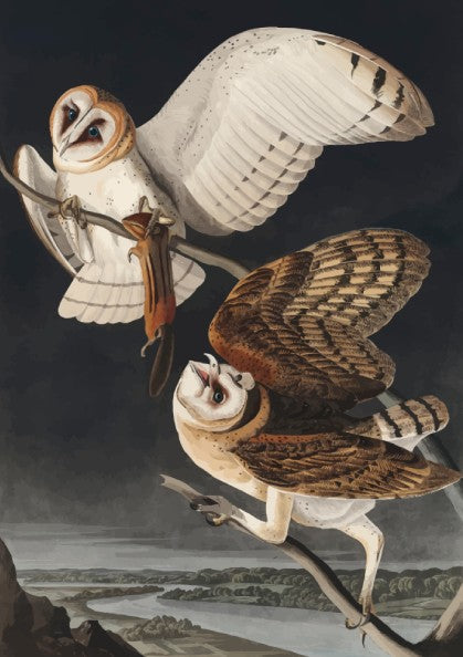 Barn Owl art poster featuring detailed owls in flight, vintage style, dark backdrop, nature theme